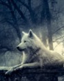 /album/galerie-photos/magnifique-loup-jpg/